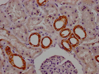 CYP1A2 Antibody