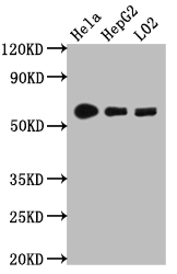 CYP1A2 Antibody