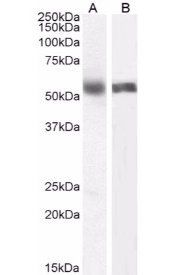 Goat anti-Cytochrome P450 1A2 (mouse) Antibody