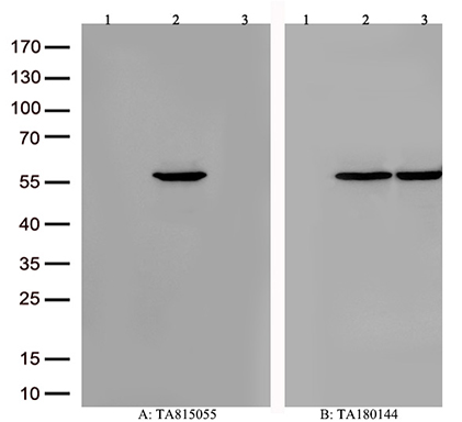 CYP21A2 Antibody