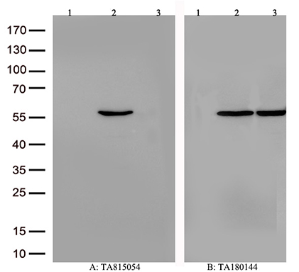 CYP21A2 Antibody