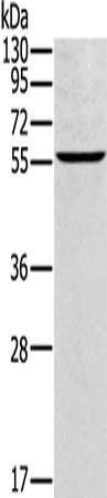 CYP21A2 antibody