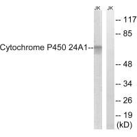 CYP24A1 Antibody