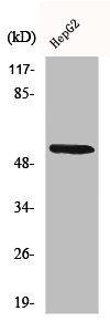 CYP26A1 antibody