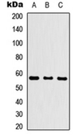 CYP26C1 antibody