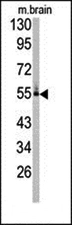 CYP26C1 antibody