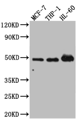 VDR Recombinant Monoclonal Antibody