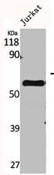 CYP2A7 Antibody