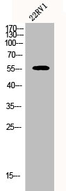 CYP2A7 antibody