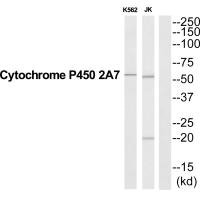 CYP2A7 Antibody