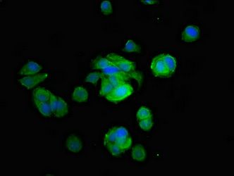 CYP2B6 antibody