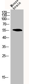 CYP2C19 antibody