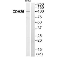 CYP2C8 antibody