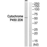 CYP2D6 antibody