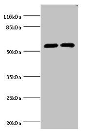 CYP2E1 Antibody