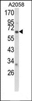 CYP2F1 antibody