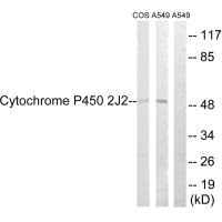 CYP2J2 antibody