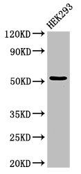 CYP39A1 Antibody