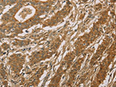 CYP39A1 Antibody