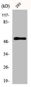 CYP39A1 Antibody