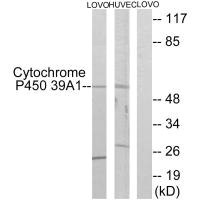 CYP39A1 Antibody