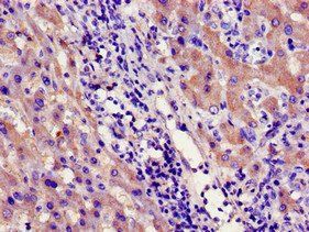CYP39A1 Antibody