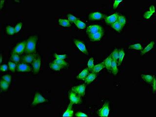 CYP3A4 Antibody
