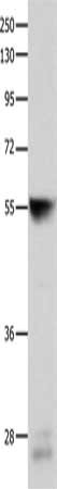 CYP3A4 Antibody
