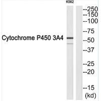 CYP3A4 Antibody