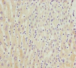 CYP3A43 Antibody