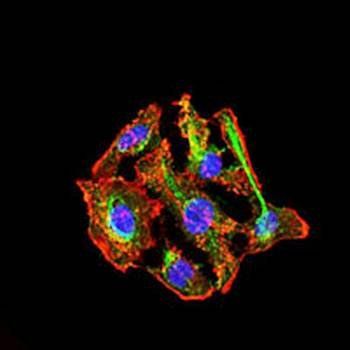 CYP3A4 Antibody