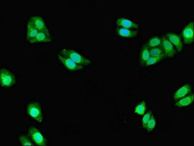 CYP3A7 antibody