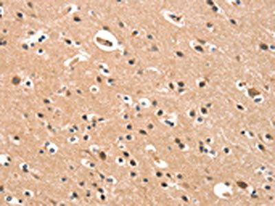 CYP46A1 Antibody