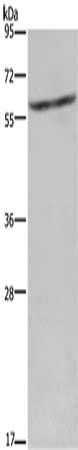 CYP4A11 antibody