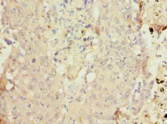 CYP4B1 Antibody
