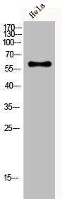 CYP4F2 Antibody