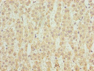 CYP4X1 Antibody