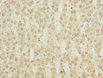 CYP4X1 antibody