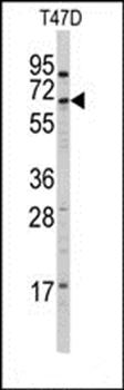 CYP4X1 antibody