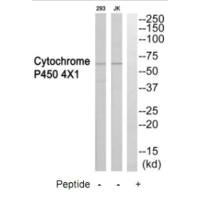 CYP4X1 Antibody