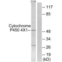 CYP4X1 Antibody