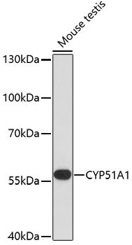 CYP51A1 antibody