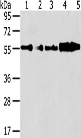 CYP7A1 antibody