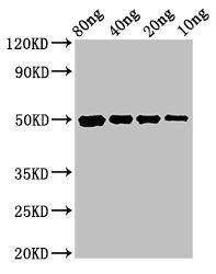 cysP Antibody