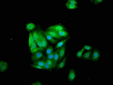 Cystatin-B antibody