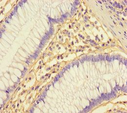 Cystatin-B antibody