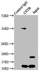 CSTB Antibody