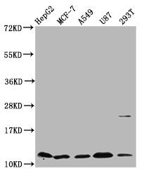 Cystatin-B antibody