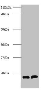 Cystatin-B antibody