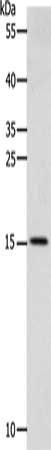 Cystatin C antibody